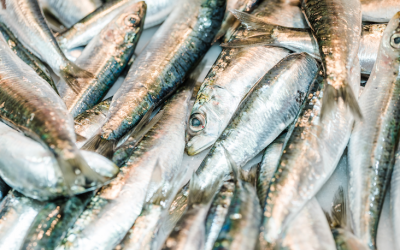 Cerrada la pesquería de sardina en el Cantábrico Noroeste
