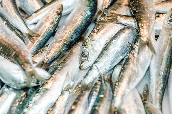 Cerrada la pesquería de sardina en el Cantábrico Noroeste