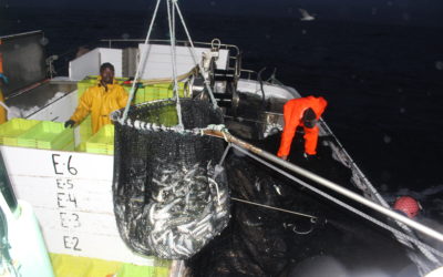 El cerco afronta sus últimos días para la captura de la sardina en las zonas CIEM VIIIc y IXa