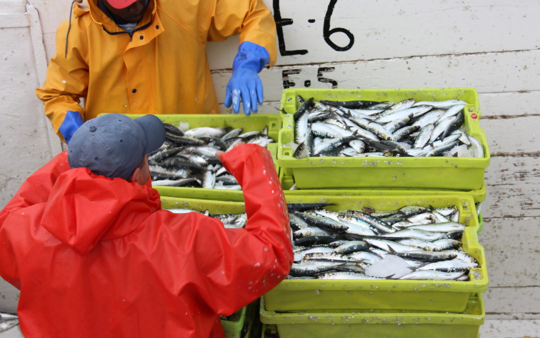 Logros y desafíos, balance de la campaña de la sardina