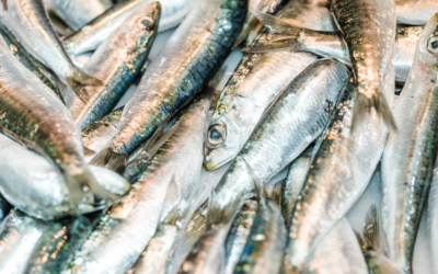 Se publica la orden por la que se desarrolla el mecanismo de optimización para la sardina ibérica