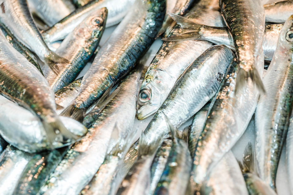 Se publica la orden por la que se desarrolla el mecanismo de optimización para la sardina ibérica